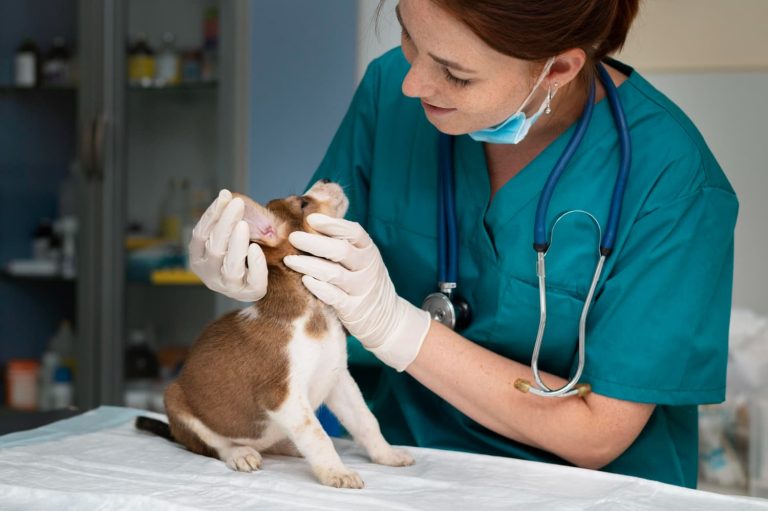Mejores veterinarios de urgencias en Marbella atención avanzada para mascotas en la Costa del Sol